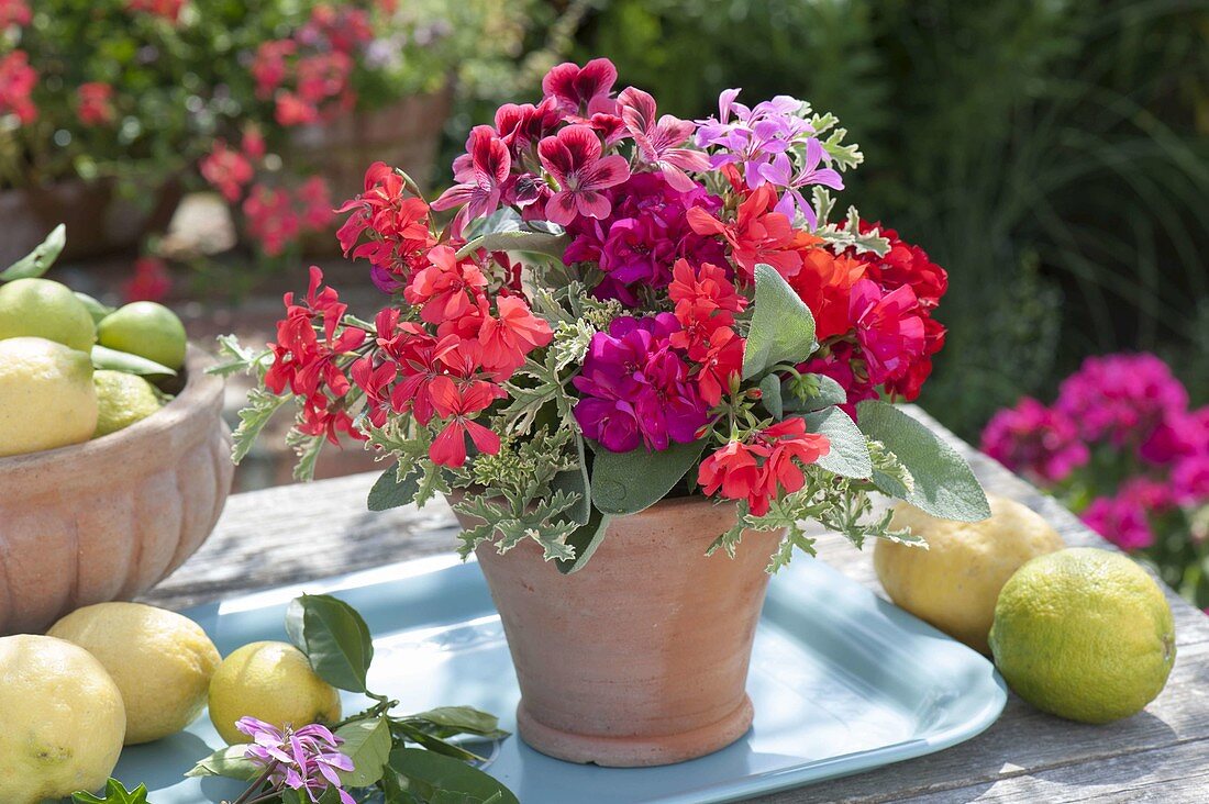 Small bouquet with pelargonium and sage cutbacks