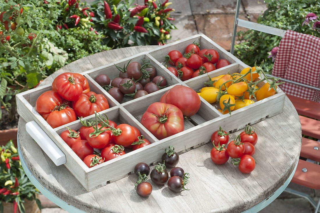 Tomato tray on round patio table