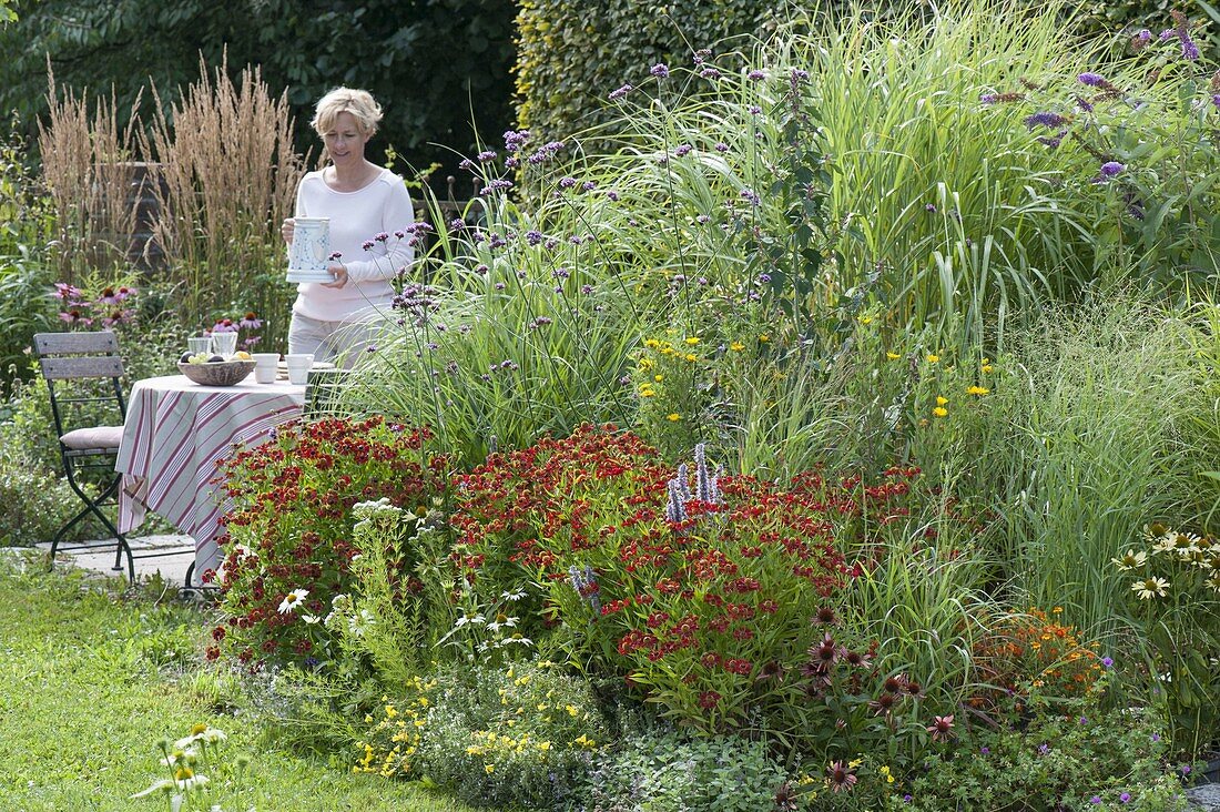 Perennial flowerbed with Helenium 'Rubinzwerg' (Sun Bride), Echinacea