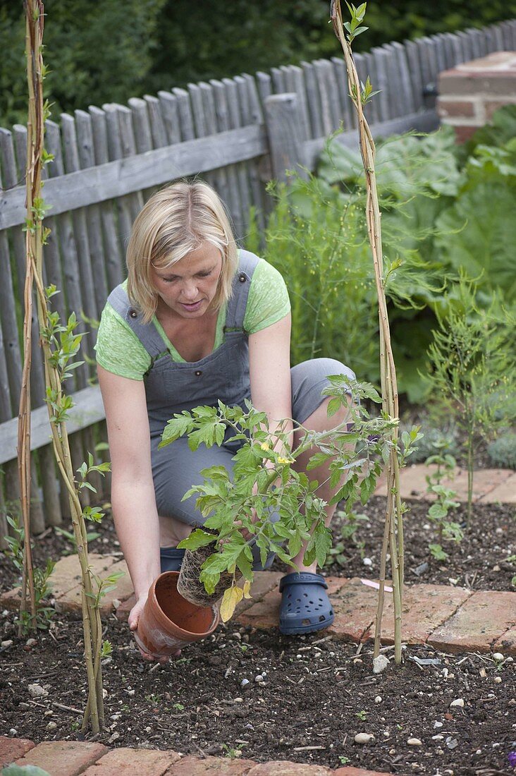 Plant tomatoes on willow branches in the vegetable garden