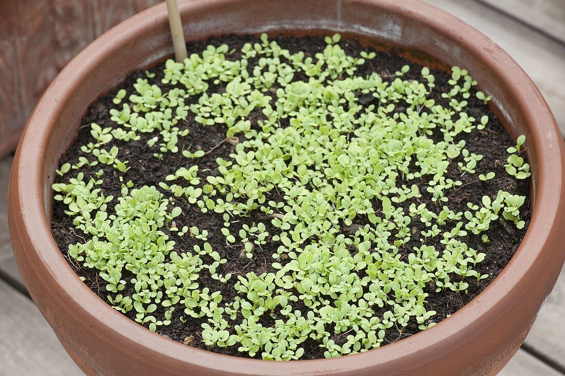 Frisch aufgegangene Salat - Sämlinge (Lactuca), in Terracotta - Topf