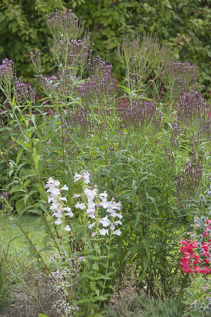 Staudenbeet mit Verbena hastata 'Pink Spires' (Lanzen-Eisenkraut)