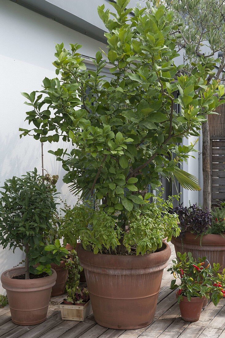 Mediterranean roof terrace with wooden deck