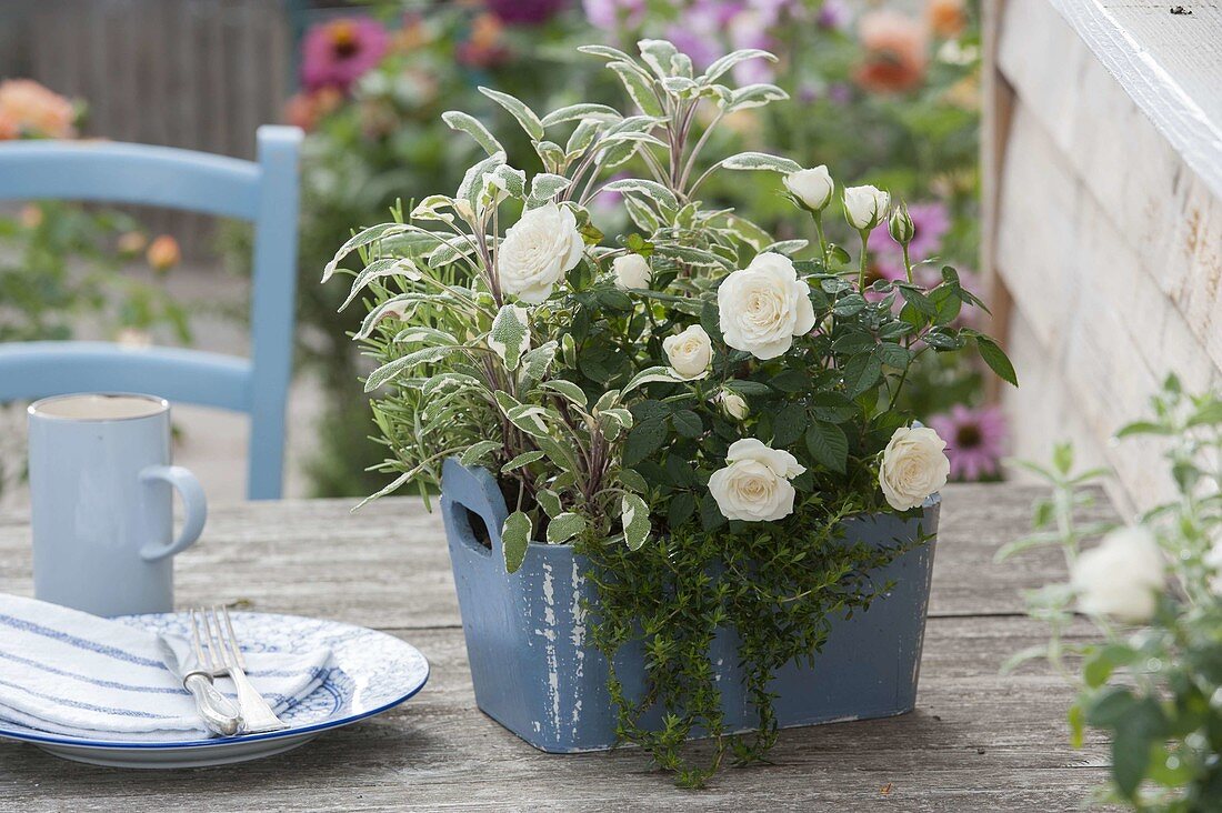 Kleiner Holzkasten mit Rosa (Rose), Salbei 'Rotmuehle' (Salvia), Bohnenkraut