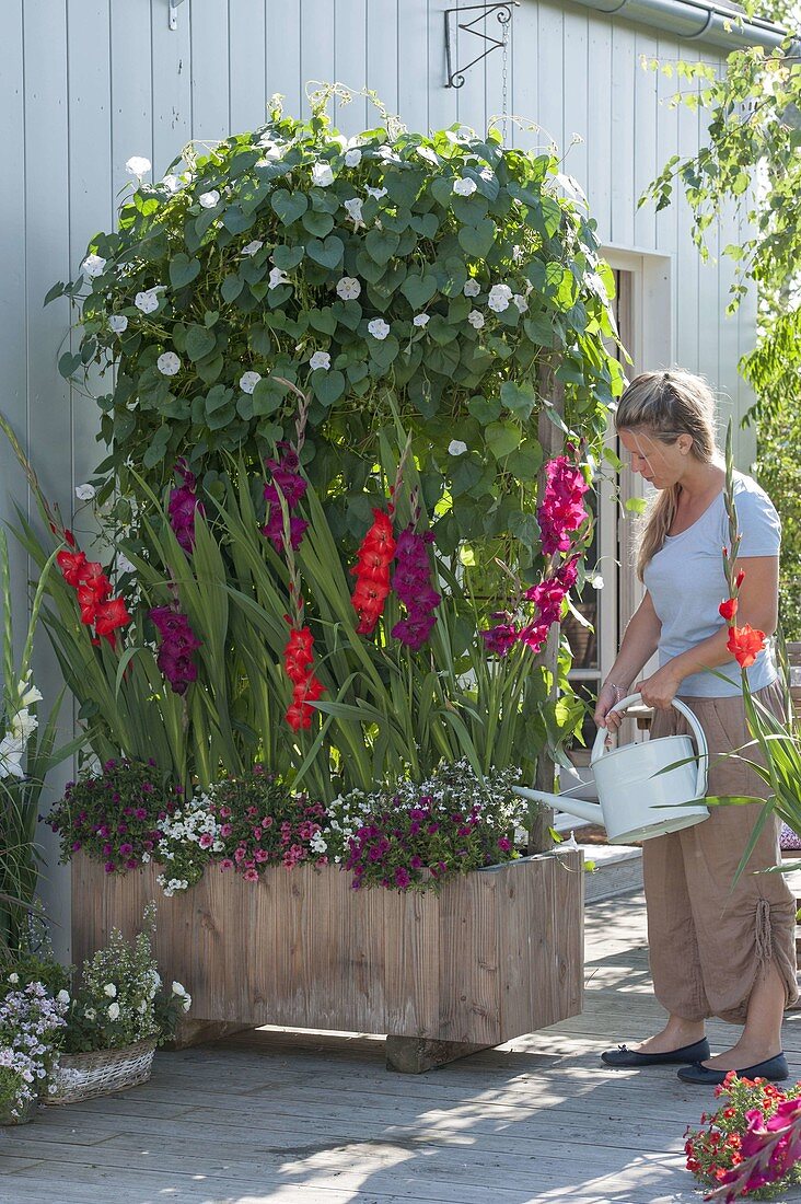 Wooden box planted with Gladiolus 'Plum Tart' on trellis as a privacy screen