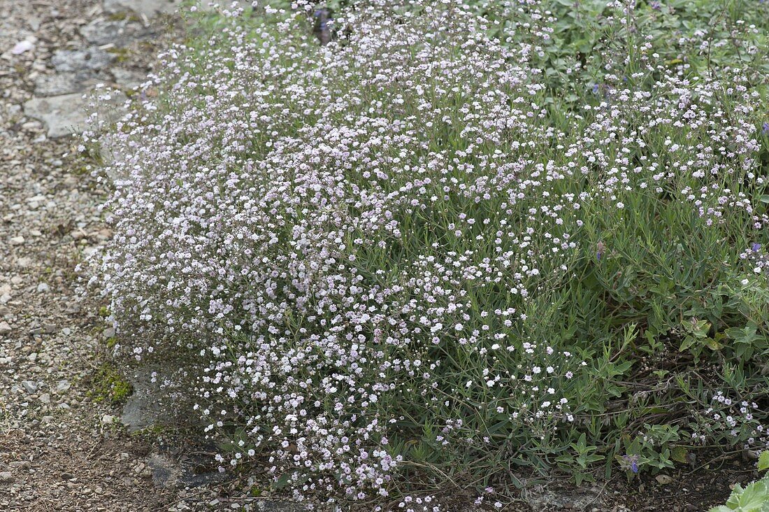 Gypsophila hybrid 'Rose veil' (Gypsophila)