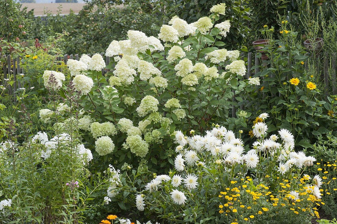 Hydrangea paniculata 'Limelight' with white dahlias