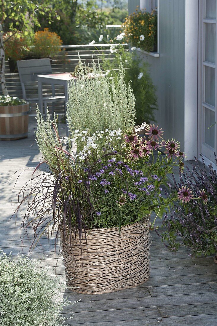 Korb mit Echinacea 'Green Envy' (Rotem Sonnenhut), Pennisetum setaceum