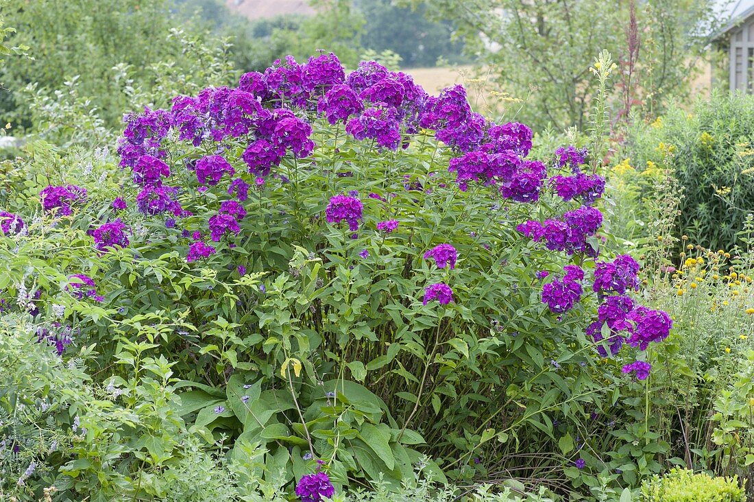 Phlox paniculata 'Duesterlohe' (flaming flower) in the perennial border