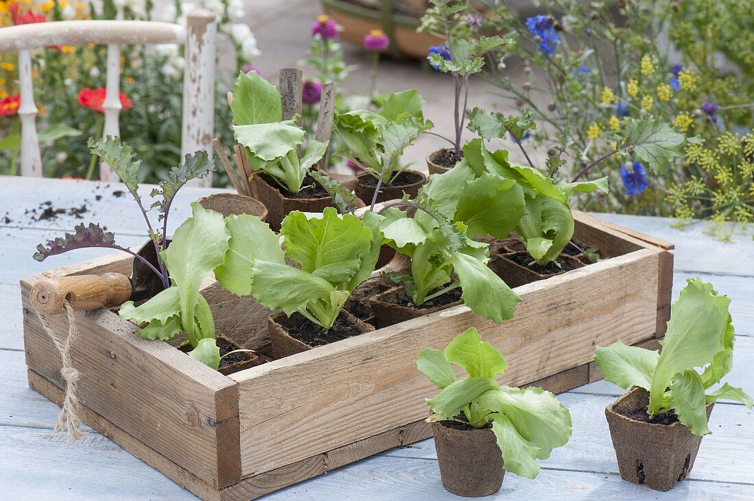 Preferred vegetable young plants in peat pots