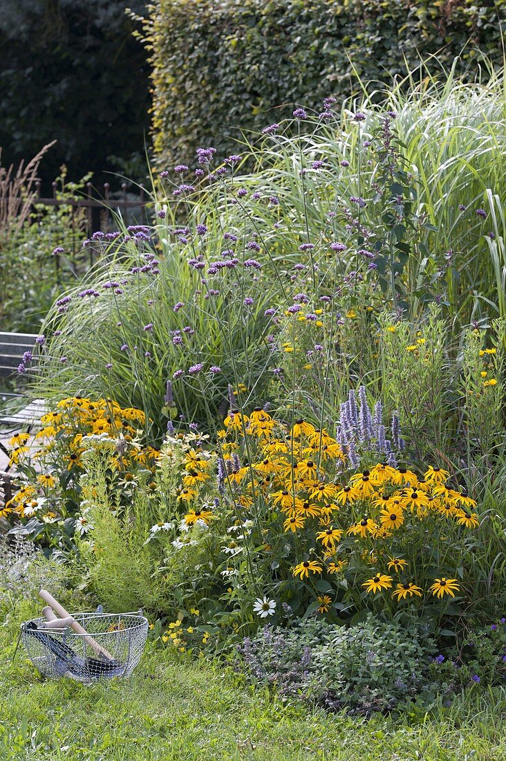 Blue-yellow late summer bed with perennials and grasses