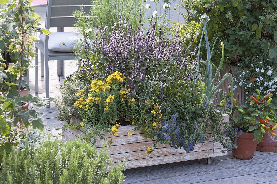 Mobile wooden box with herbs, St. John's wort