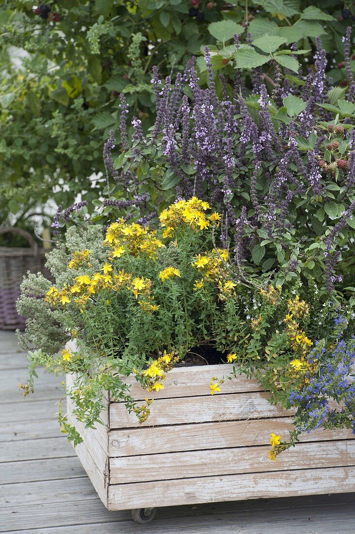 Mobile wooden box with herbs, St. John's wort