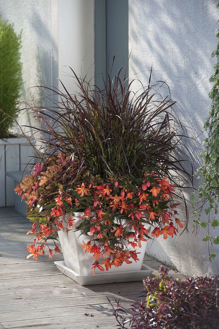 White-glazed pot with Begonia boliviensis 'Salmon'