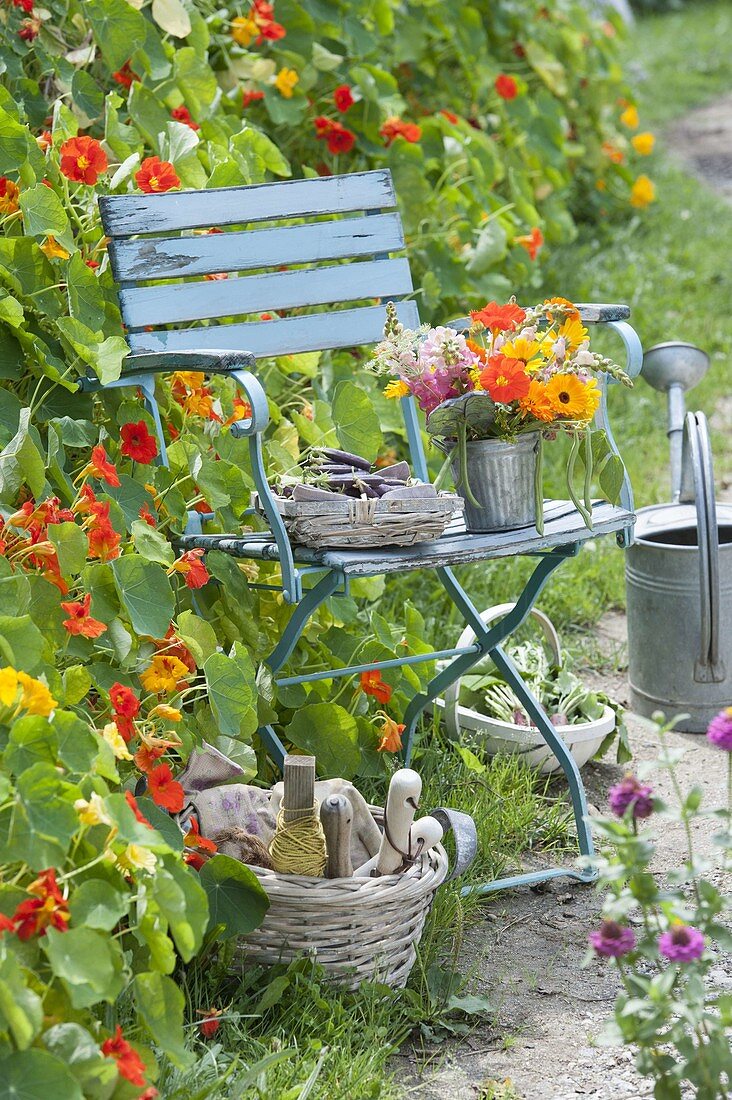 Blue chair on the fence covered with Tropaeolum (nasturtium)