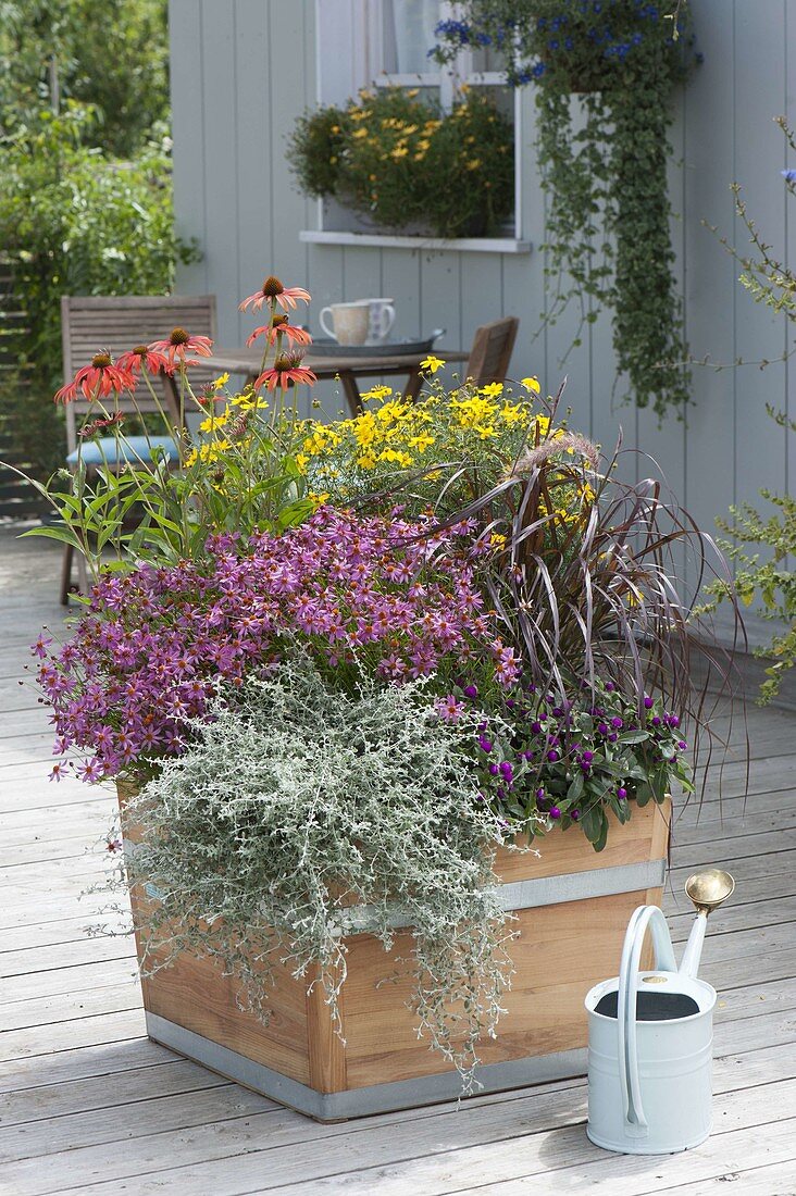 Wooden box with perennials and summer flower coreopsis 'Limerock Passion'