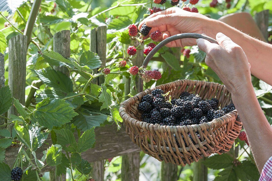 Frau pflückt Brombeeren (Rubus fruticosus) im Biogarten am Zaun