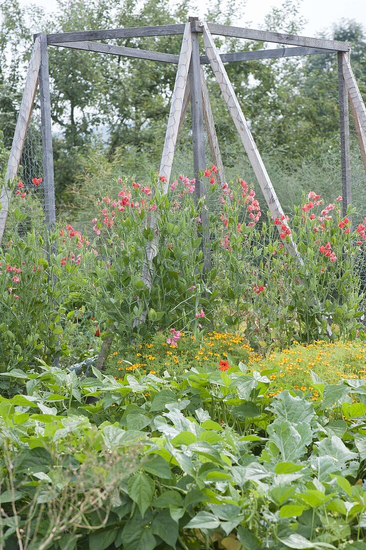 Connect self-built raised boards beds with trellis and plant