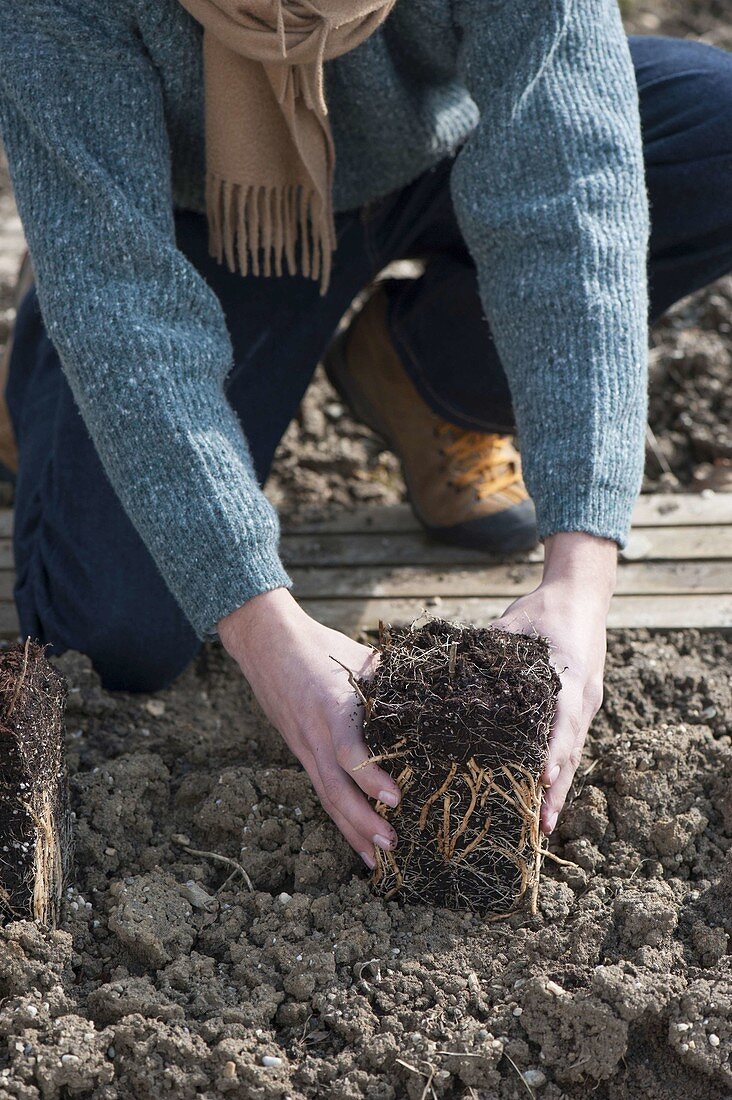 Planting of green asparagus in the bed