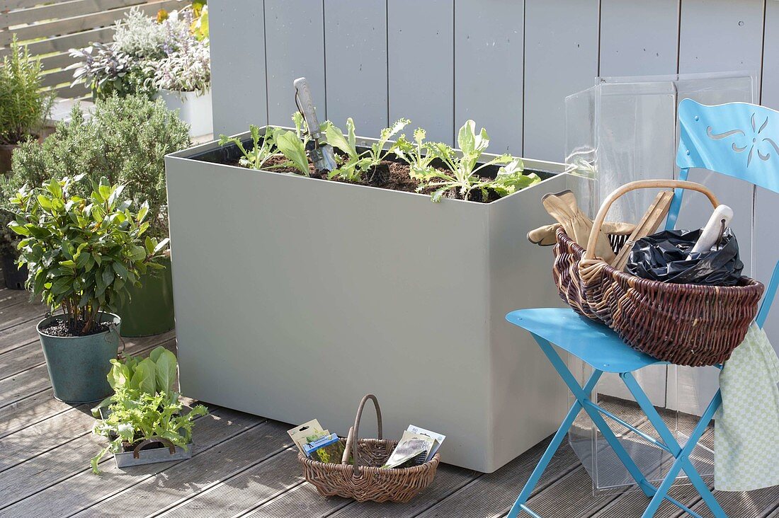 Plastic box with hood as a cold frame on the terrace