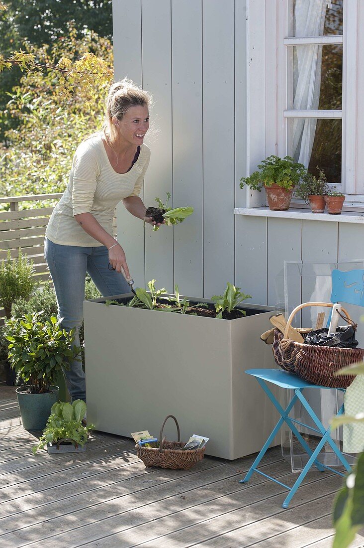 Plastic box with hood as a cold frame on the terrace