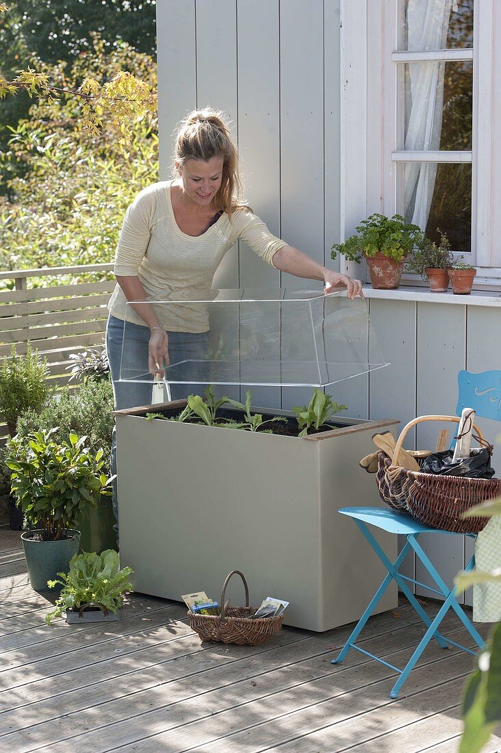 Plastic box with hood as a cold frame on the terrace