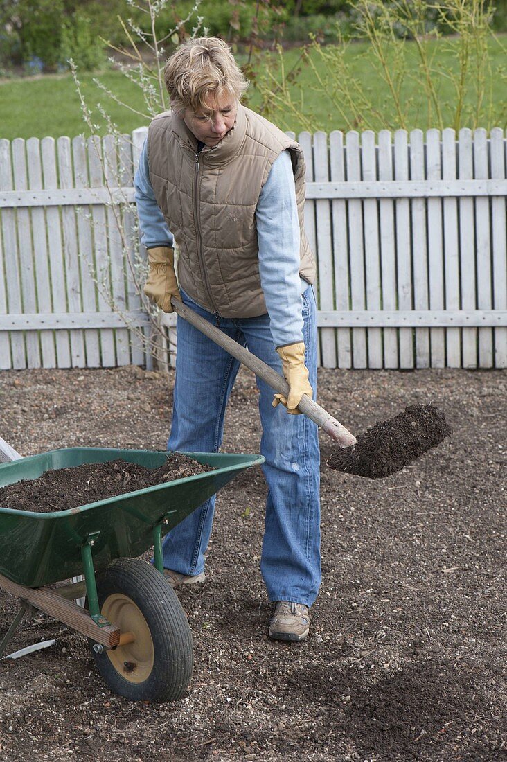 Creating bed with cranesbill and mallow