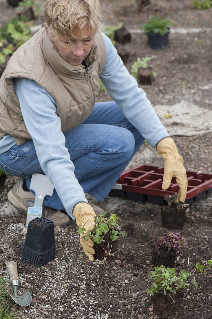 Creating bed with cranesbill and mallow