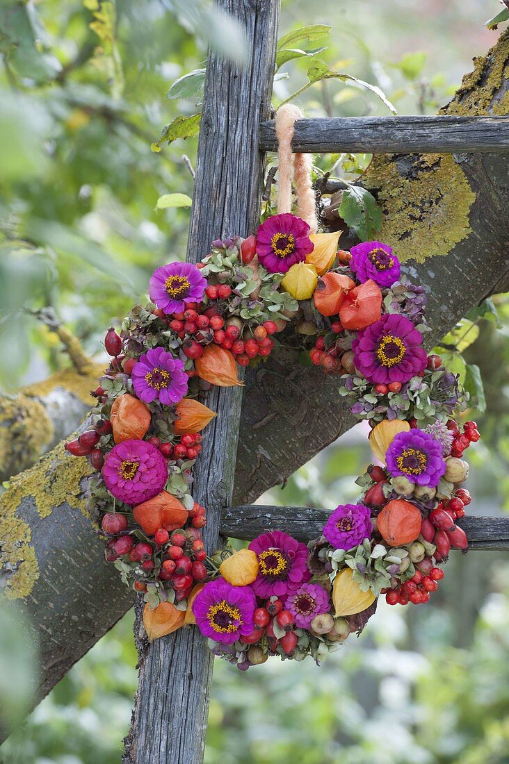 Kranz aus Zinnia (Zinnien), Rosa (Hagebutten), Crataegus (Weissdorn)