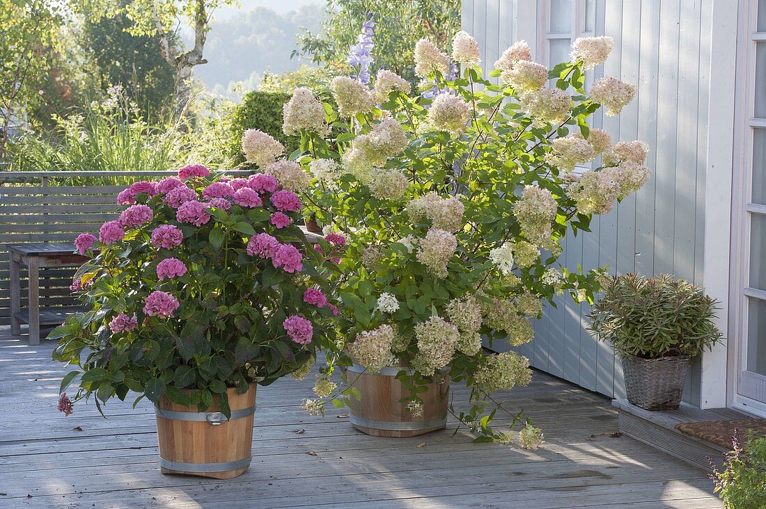 Terrace with hydrangeas