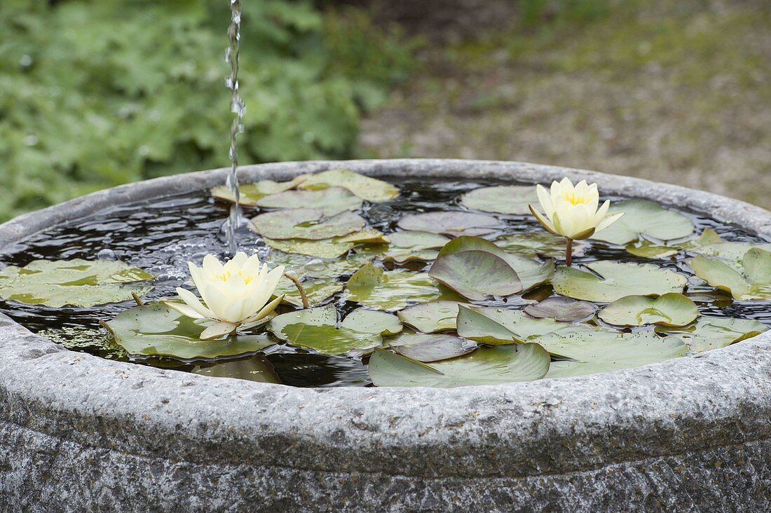 Granite trough with Nymphaea tetragona 'Alba' (dwarf sea-rose)