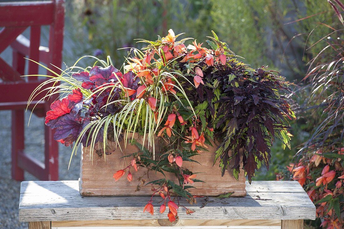 Terracottakasten mit Coleus syn. Solenostemon Lancelot 'Cocoa Mint'