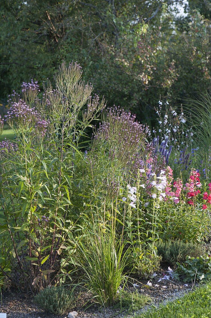 Perennial flowerbed with Verbena hastata 'Pink Spiers'