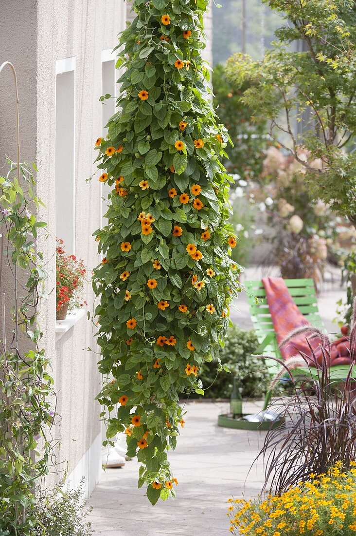 Thunbergia alata (black-eyed Susanne) as hanging basket