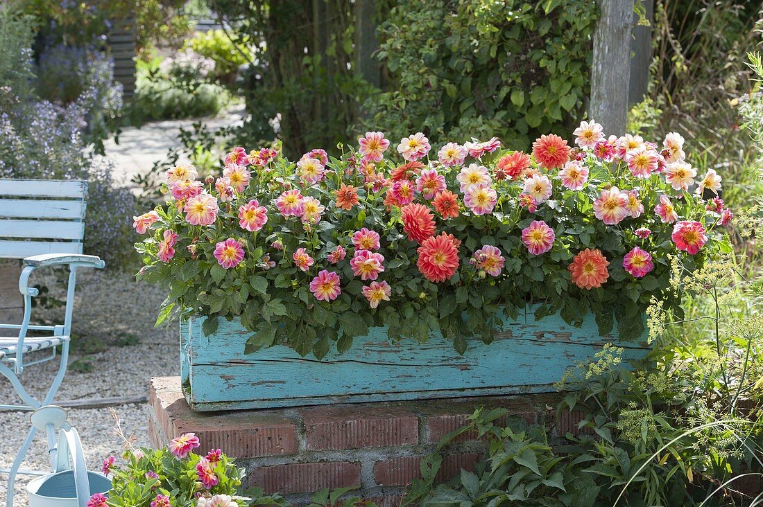 Turquoise wooden box with Dahlia Dreamy 'Fantasy'