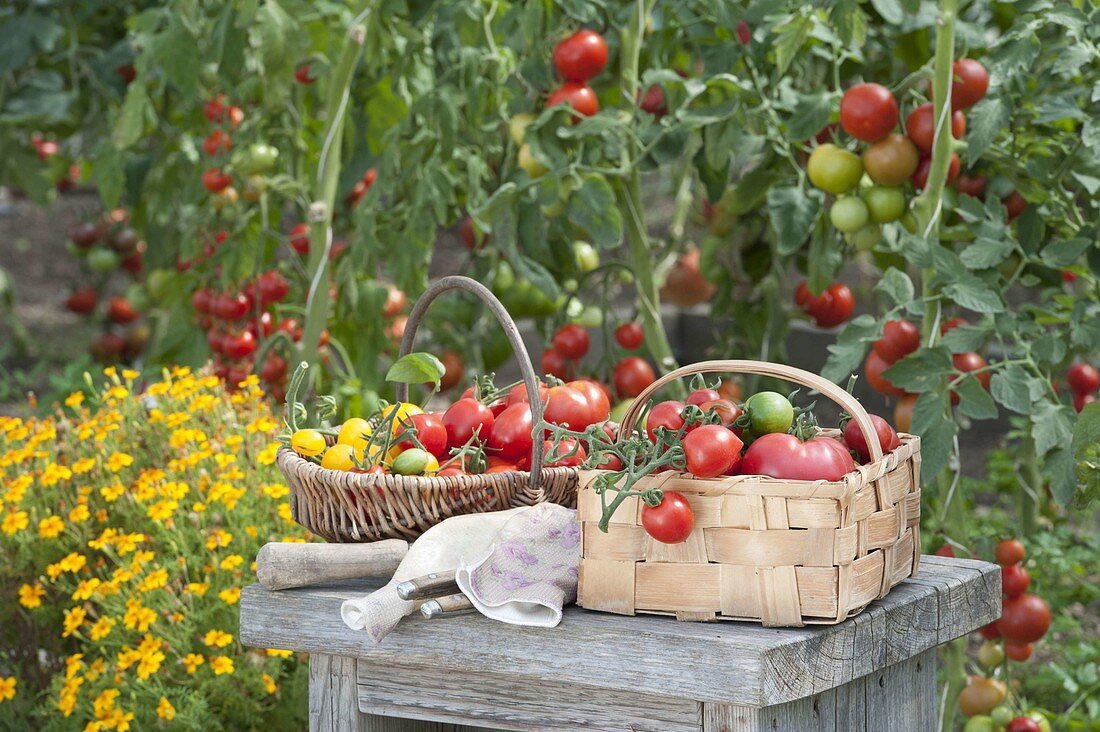 Baskets of freshly picked tomatoes on wooden stool