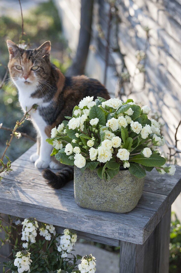 Primula belarina 'Cream' with a delicate fragrance, cat Minka