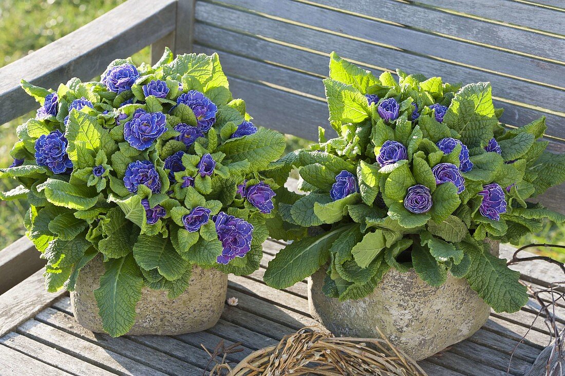 Primula Belarina 'Amethyst Ice' in rustic pots