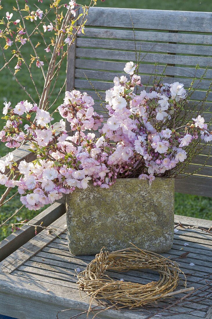 Rustic pot with branches of Prunus 'Accolade' (ornamental cherry)