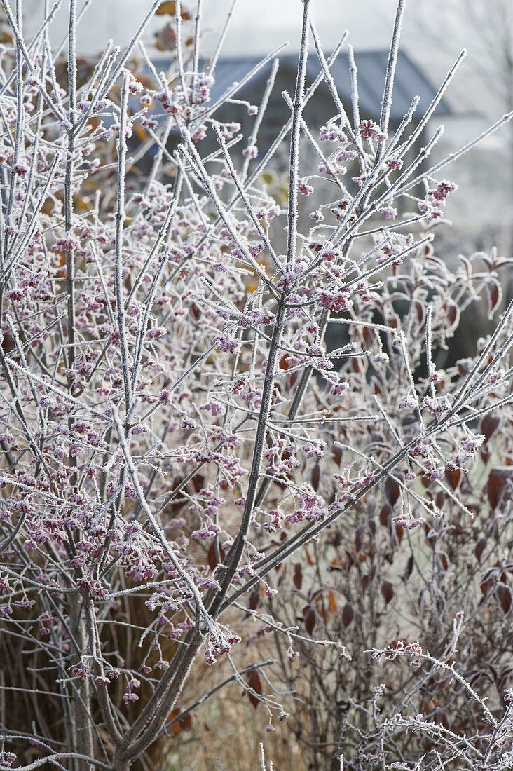 Euonymus alatus (corkstring spindle shrub) in hoarfrost
