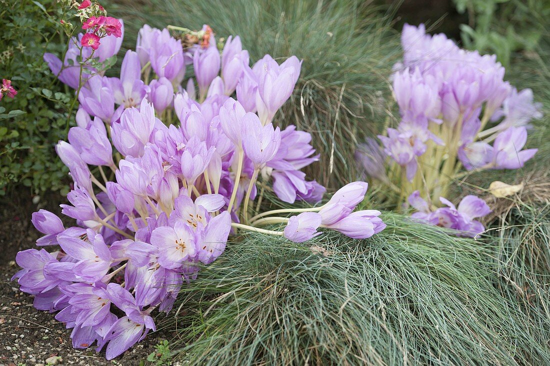 Colchicum speciosum 'The Giant'