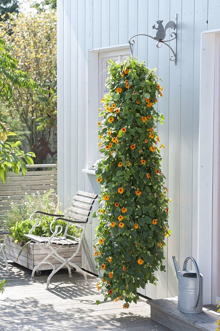 Thunbergia alata (black-eyed Susanne) as hanging basket