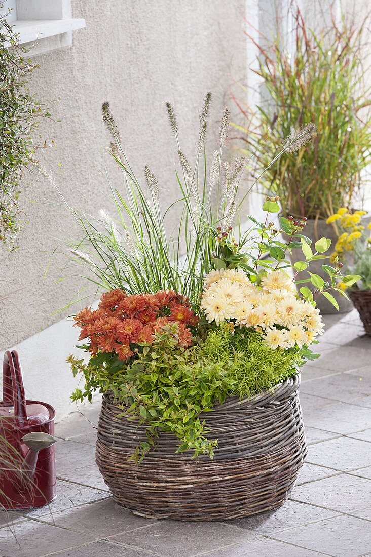 Autumn basket with Pennisetum 'Hameln' (Chinese pennisetum)