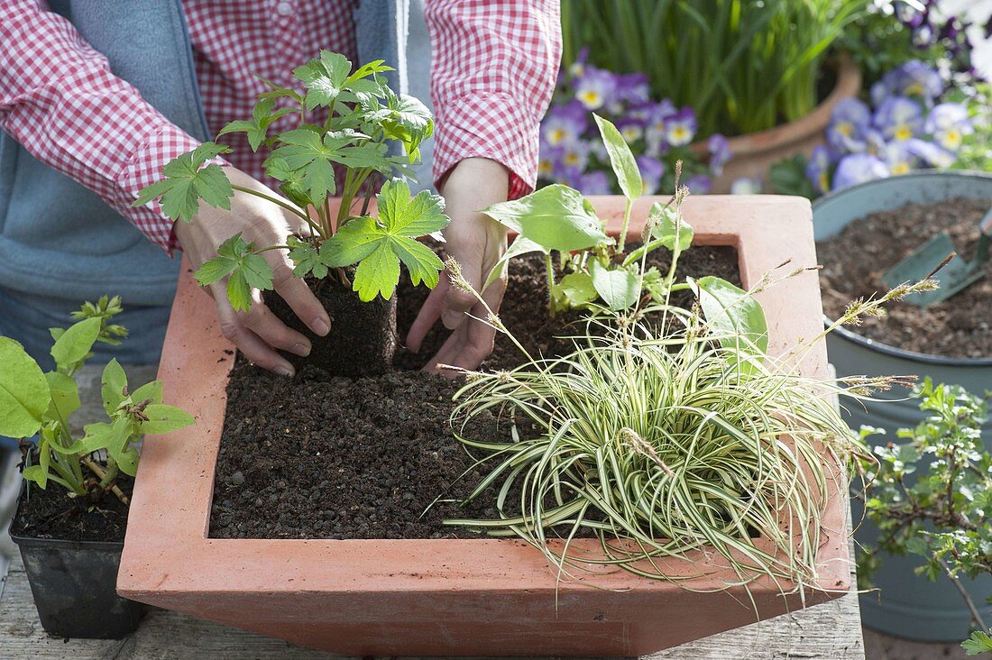 Planting a terracotta shell with shrubs