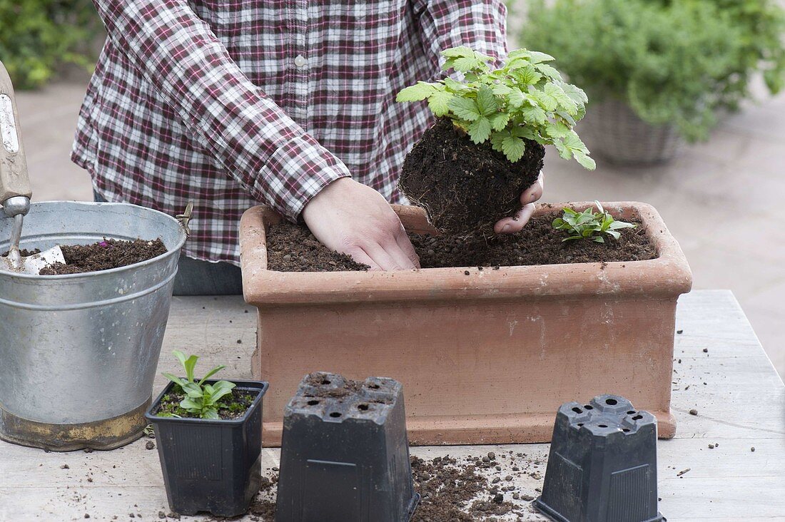 Plant terracotta boxes with perennials