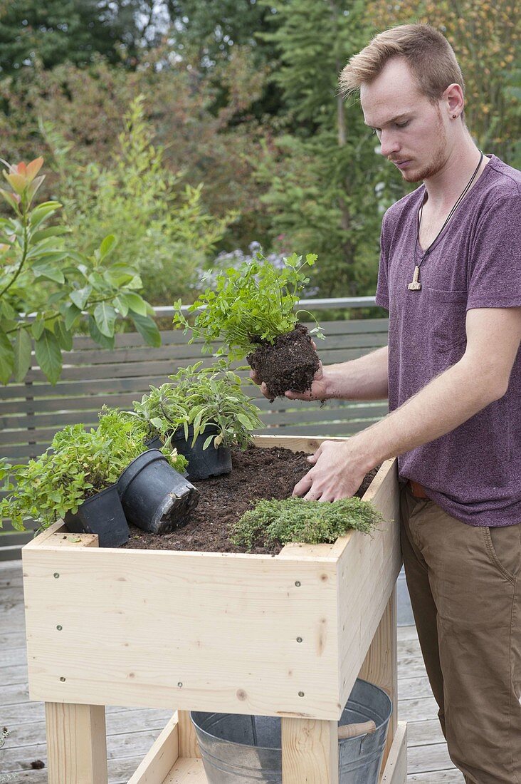 Build rollable raised bed on balcony yourself and plant with herbs