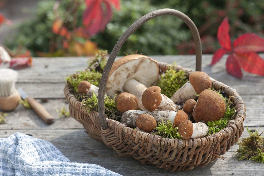 Fresh, self-searched forest mushrooms in the basket