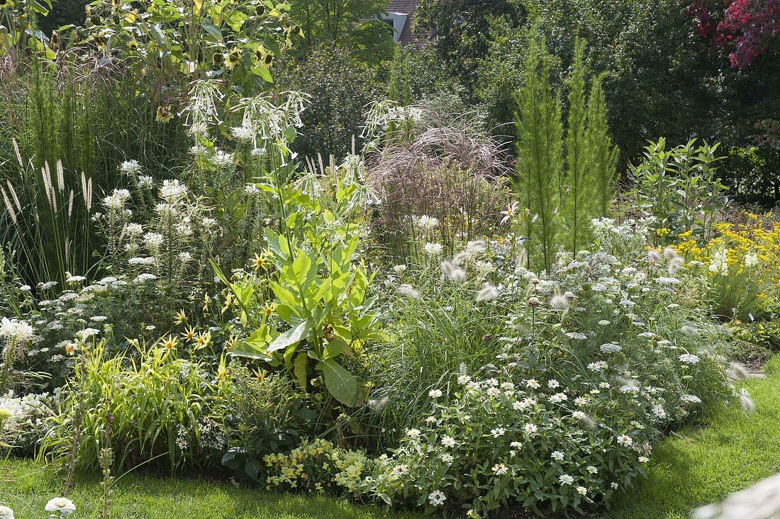 White-yellow bed with summer flowers and grasses