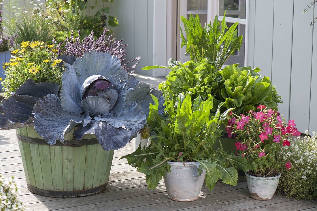 Terrace with salads and vegetables in green wooden barrels