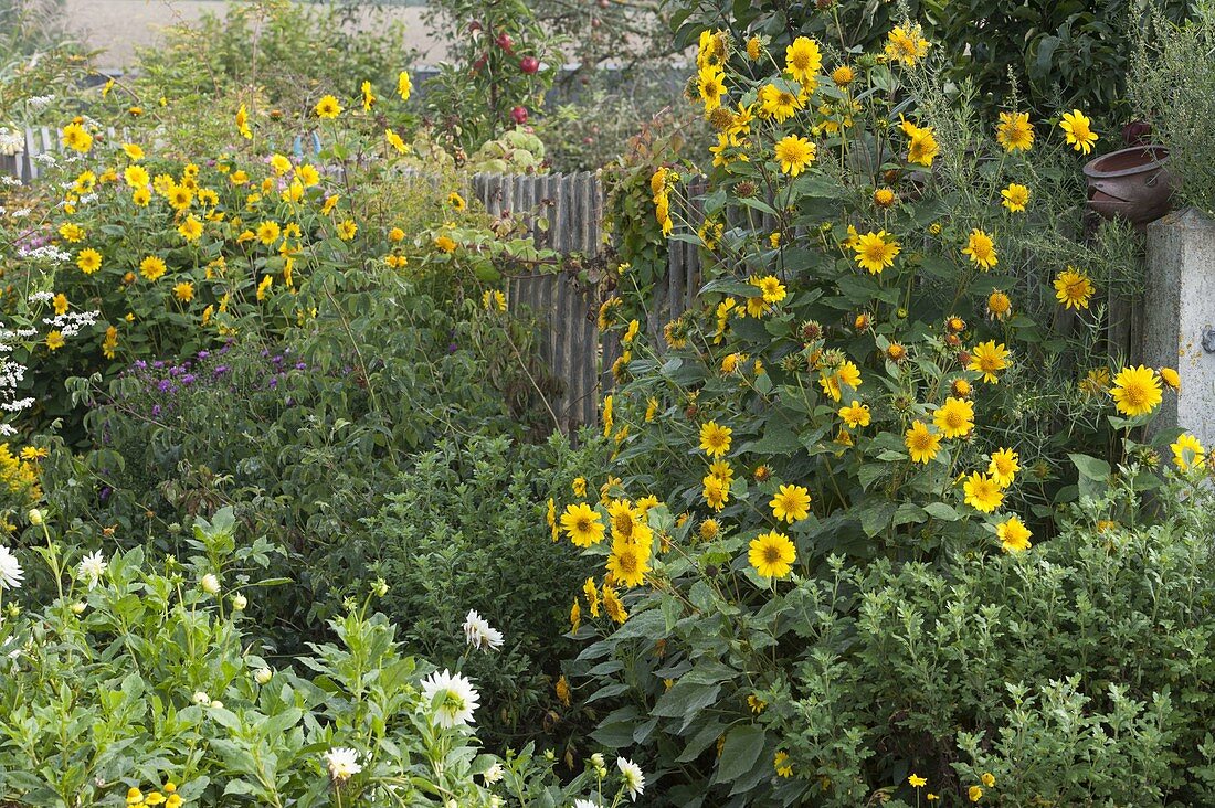 Helianthus decapetalus 'Capenoch Star' (Staudensonnenblume)